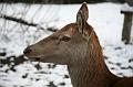 Bayerwald Tierpark_23